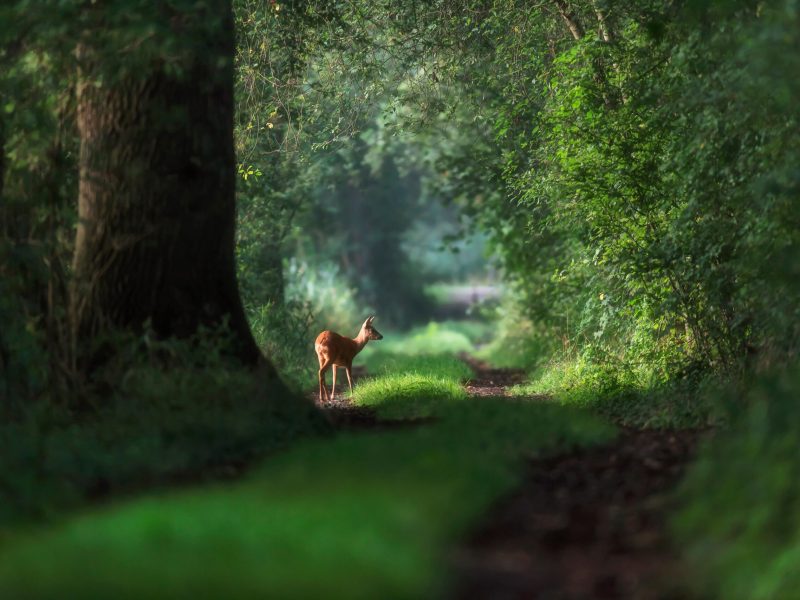 Alert roe deer on a summer forest trail.